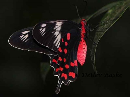 Butterfly Sri Lanka - Gewöhnliche Rose