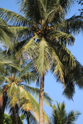 Pflanzen - Kokospalme mit Nüsse