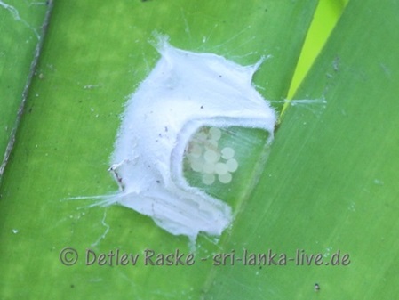 Eggs from Jumping Spider