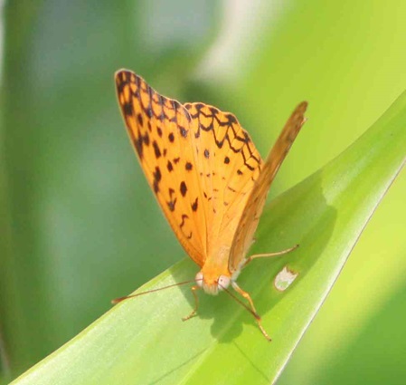Tiere in Sri Lanka - Schmetterlinge - Leopard