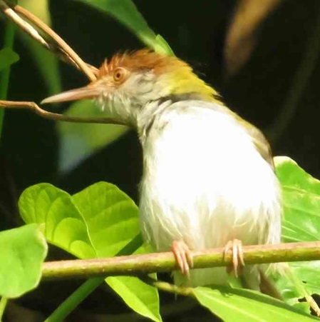 Männchen beim Sonnenbad