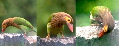 Sri Lanka Vögel - Braunkopfbartvogel frisst unsere Gartenmauer