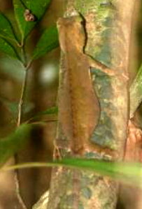 Lyrakopfagame Weibchen tragend im Regenwald erwischt