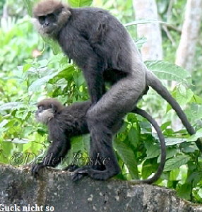 Affen beim sex