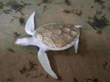 Caretta caretta albino