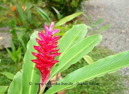 Ingwergewächs Alpinia purpurata