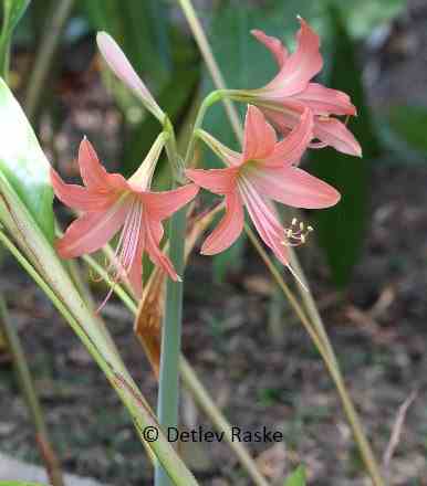 lachsrote Amaryllis