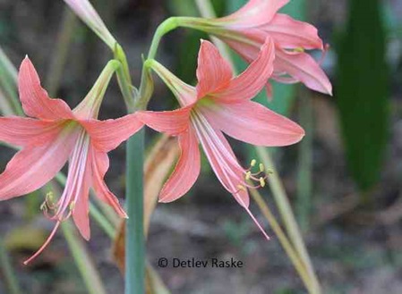 wilde Amaryllis