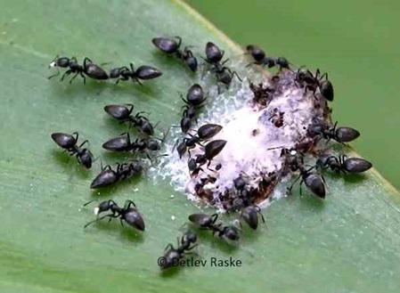kleine schwarze Ameisen mit herzförmigen Hinterleib