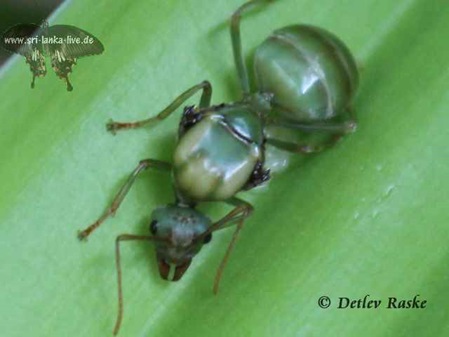 Queen Ant Oecophylla smaragdina