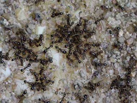 unbestimmte sehr kleine Ameisen