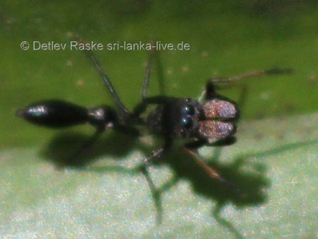 kleine Spinne, ähnelt den kleinen schwarzen Ameisen.