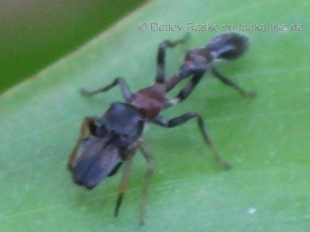 Spinne die Ameisen nachahmt Myrmarachne melanocephala