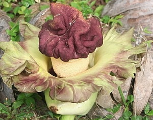 Amorphophallus paeoniifolius