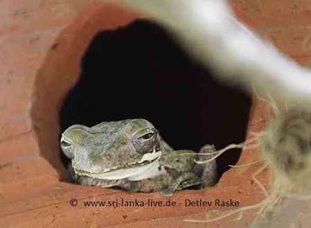 Baumfrosch in Nisthöhle für Vögel