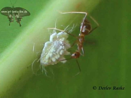 Blattlausart wird von braun roter Ameise untersucht