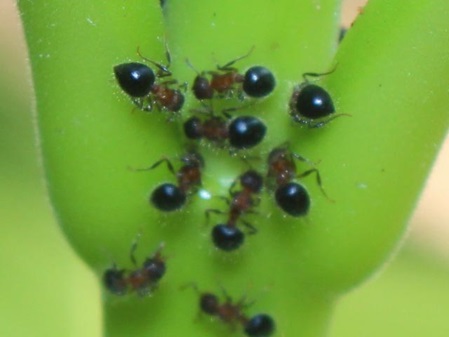kleine Ameise Meranoplus bicolor