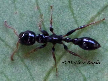 länglich schwarz glänzende Ameisenart