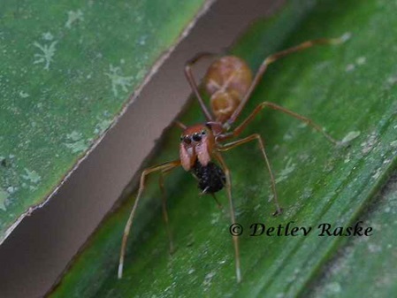Ameisenspringspinne Weibchen hat Fliege gefangen