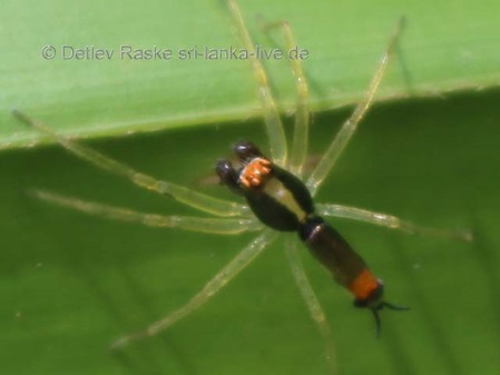 Jumping Spider in Sri Lanka