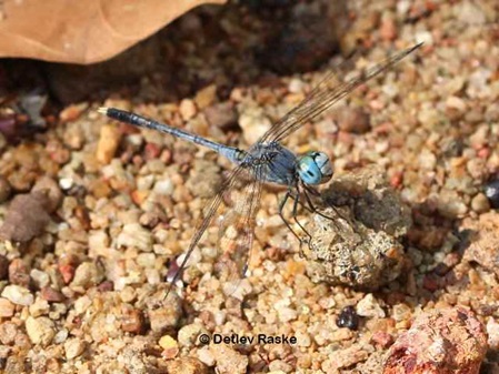 Hellblaue Libelle schaut mich an