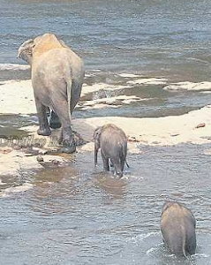 Elefanten überqueren einen Fluss