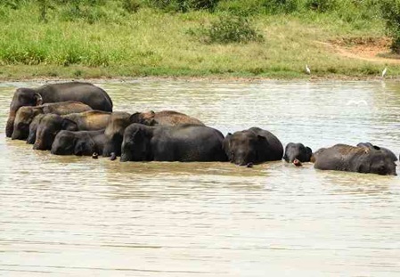 Elephas maximus maximus Badetag bei den Dickhäutern in Sri Lanka