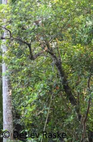 Baum Elaeocarpus serratus L mit Früchte die sehr sauer sind