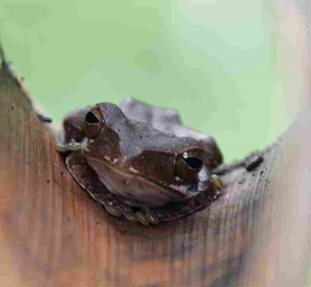 ganz braun ohne Muster Baumfrosch Art