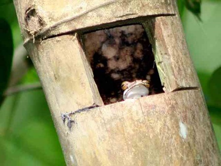 Baumfrosch im Bambusrohr