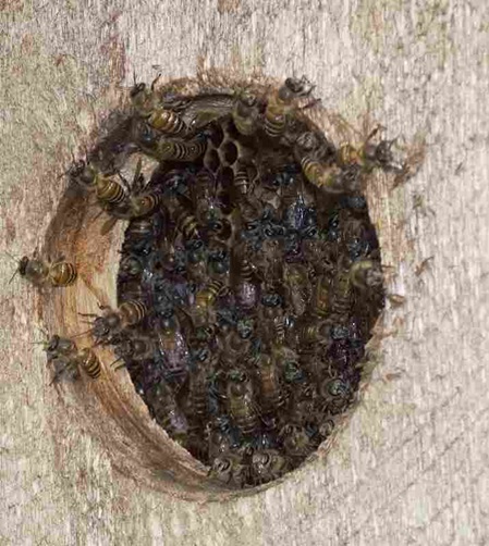 diese bienen haben einen meiner Nistkästen für Vögel besetzt