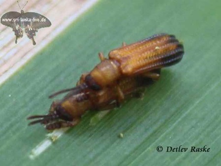 dieser Käfer wirkt wie ein brauner Fleck auf dem Blatt