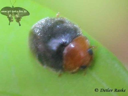 Käfer - schwarzer Körper brauner Kopf