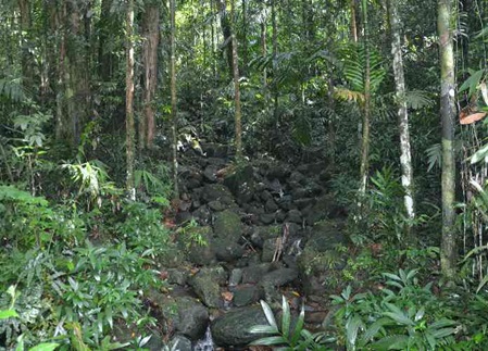 Rain Forest Sri Lanka