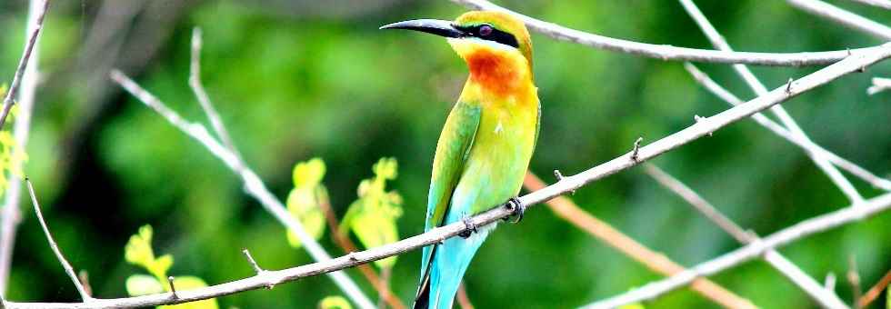 Merops philippinus - Blauschwanzspint einfach schön