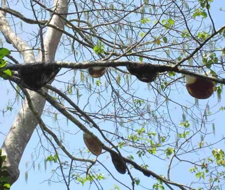 wilde Bienen bauen Waben im Baum