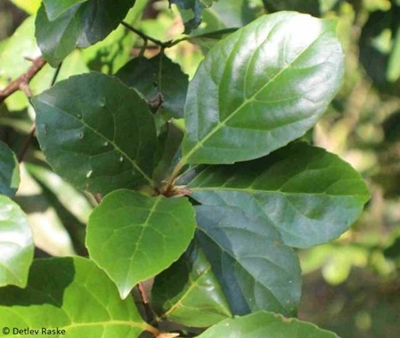 Blätter vom Elaeocarpus serratus L