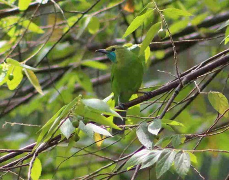 Ein Jerdons Blattvogel Weibchen holt sich die süßen Früchte
