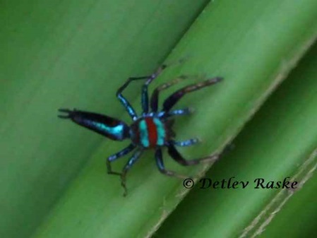 Ein blau roter Mann der Art Chrysilla sp