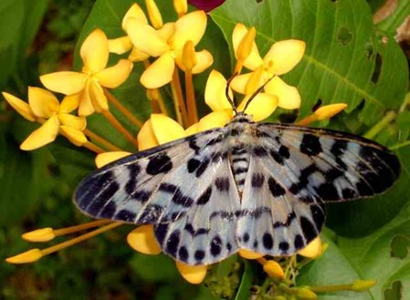 Moth Sri Lanka Dysphania palmyra