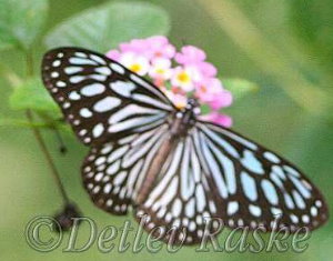 Blauer Tiger - Tirumala limniace leopardus