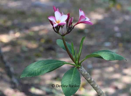 weiß rosa Plumeria Blüte