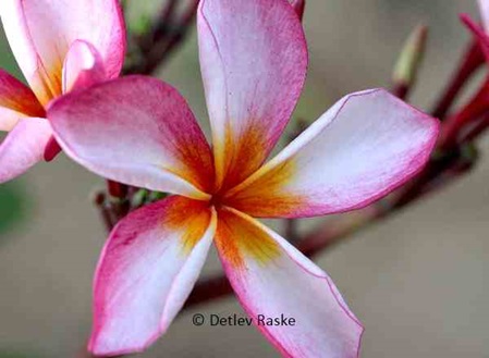wunderschöne Plumeria Blüte