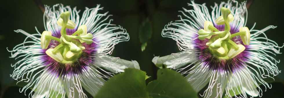 Sri Lanka Urlaub Pflanzen, Blumen und Blüten sehen.