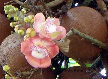 Kanonenkugelbaum Blüten
