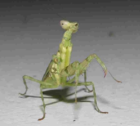 Frontalansicht Blütenmantis Creobroter pictipennis