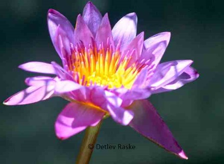 Nymphaea nouchali - Nationalblume Sri Lanka