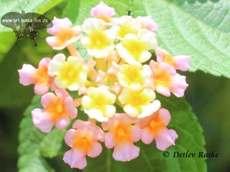 Lantana camara