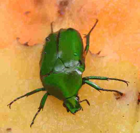 Heterorrhina elegans je nach Blickwinkel ändert sich die Farbe der Käfer