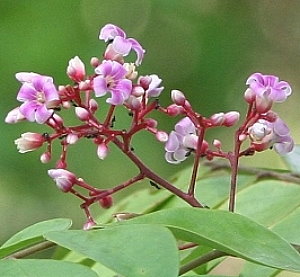 Sternfrucht Blüten Karambole